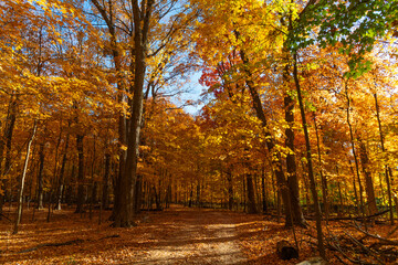 Autumnal sunny day. Seasonal leaves on tree. Natural autumn leaves. Autumn beauty of nature. Fall season nature. Fall leaves of tree. Warm weather. Autumn tree. Nature in fall season