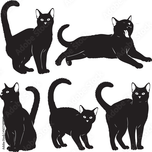 Black cats in various poses feline domestic animals