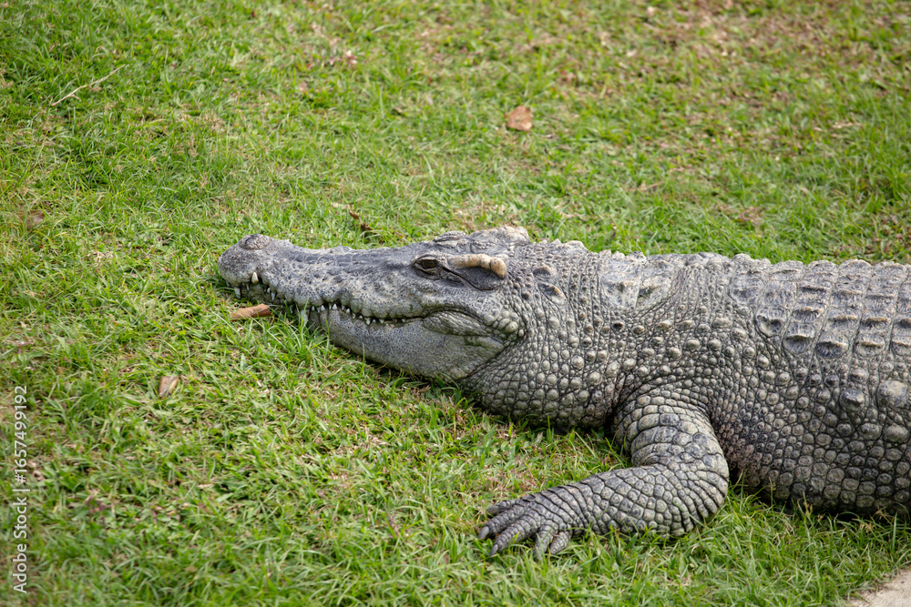 Fototapeta premium Asia Crocodile in the river