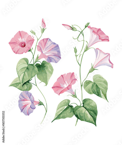 Watercolor morning glory, September month birth flower, design for prints and postcards
