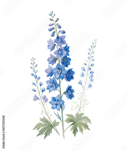 Watercolor Larkspur on the white Background. Birth Month Flower.