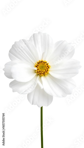 Single white flower