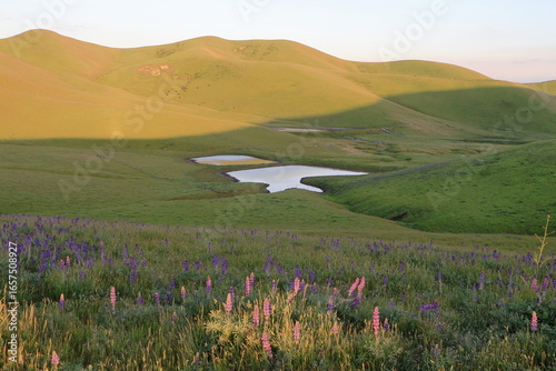 Wildflowers bloom near the lake in the East Bay hills, San Ramon, California