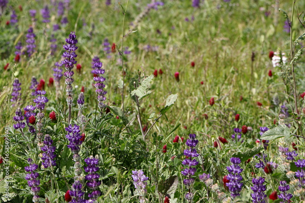 Fototapeta premium Blue Lupines and Crimson Clover blooms in the East Bay hills