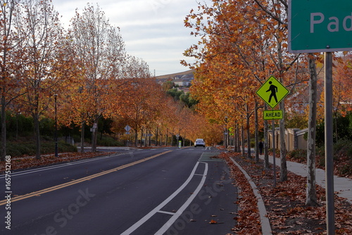 Sycamore trees put on a show in Autumn at San Ramon, California