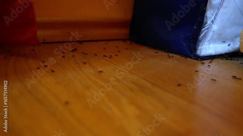 Ant infestation crawl across wooden floor after invading house room