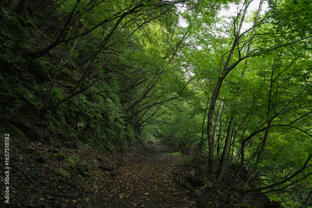 Fototapeta premium 埼玉県_両神山_白井差登山道