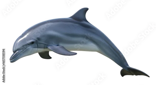 Fototapeta Isolated Dolphin
