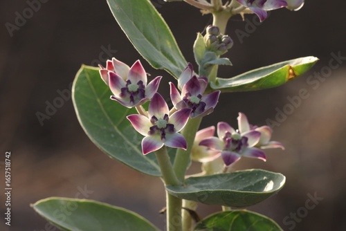 Calotropis procera closeup. Selective focus. Nature concept.