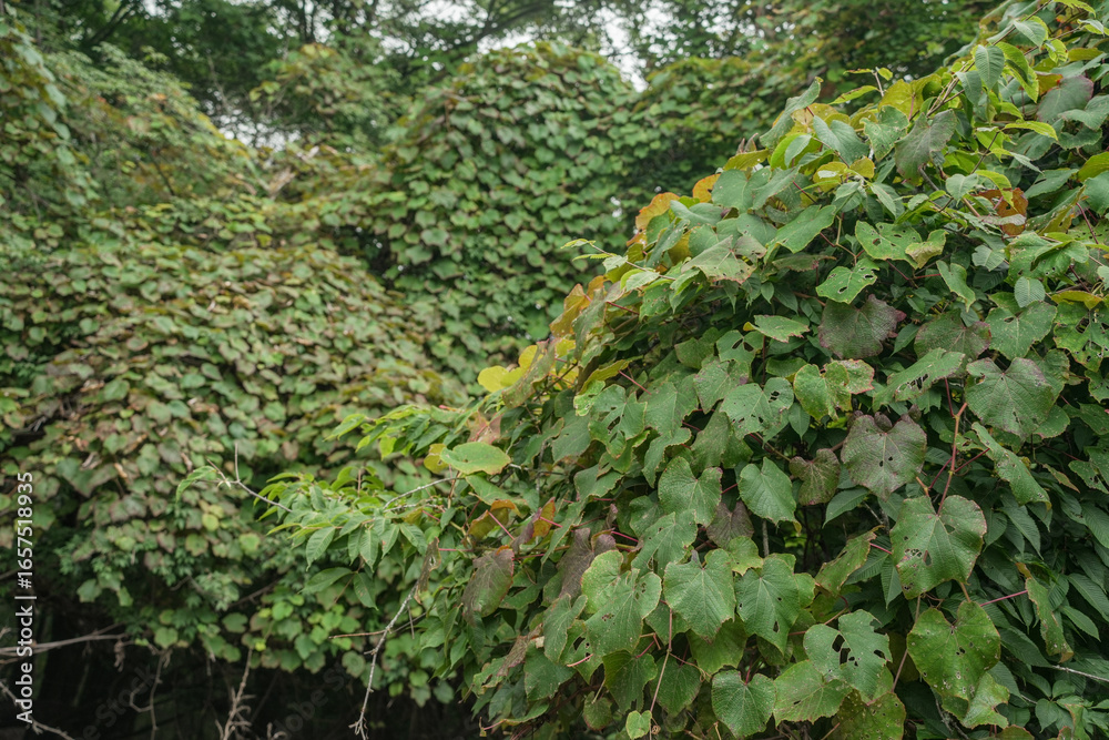 Obraz premium 埼玉県_両神山_白井差登山道