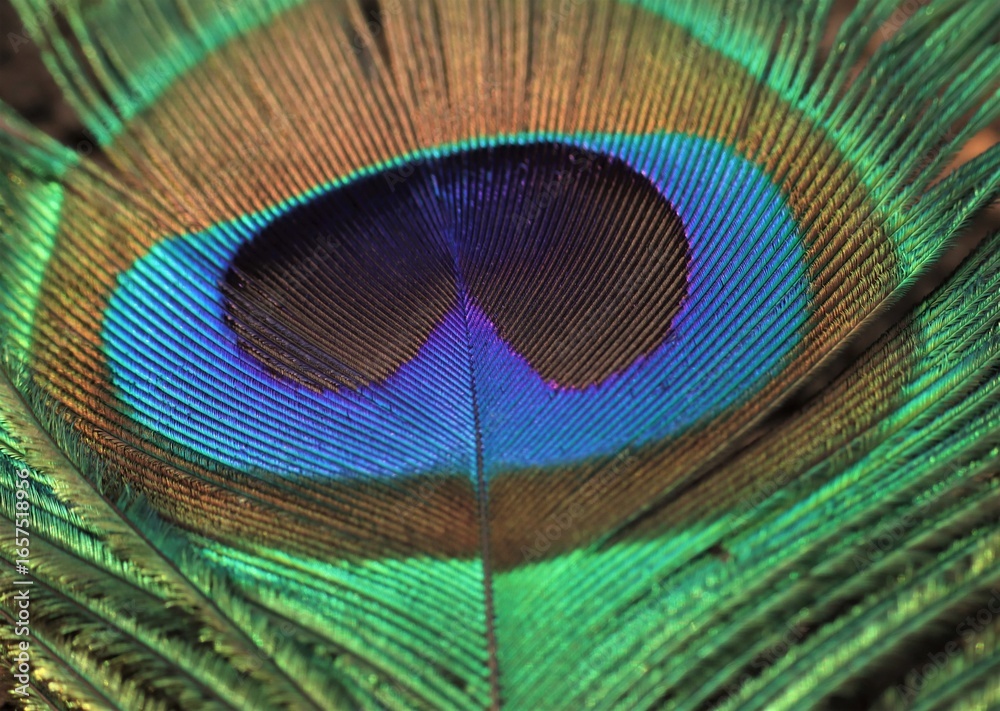 Fototapeta premium Peacock feather closeup. Selective focus. Feather detail.