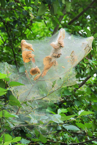 fall webworm nest (Hyphantria cunea)