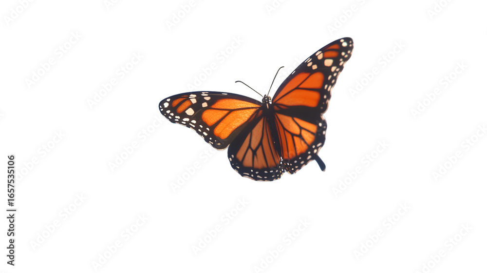 Fototapeta premium Monarch butterfly with orange and black wings isolated on transparent background