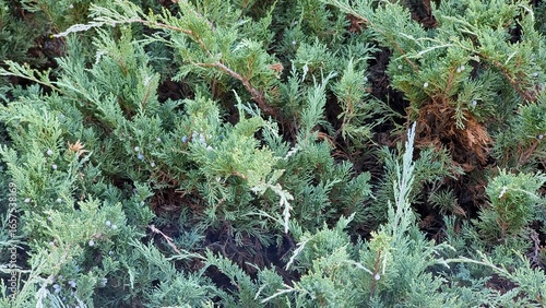 Juniperus sabina in the garden. Evergreen landscaped garden. Green juniper fit perfectly into garden design. 
