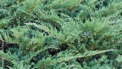 Juniperus sabina in the autumn