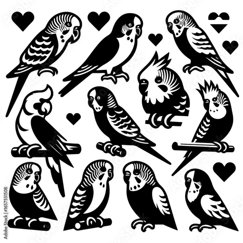 A collection of black and white birds including budgies and cockatiels with heart designs around them