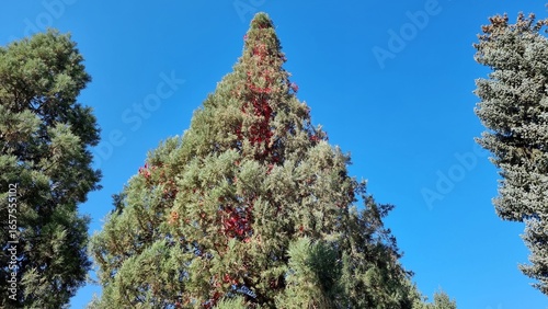 beautiful view of the spruce tree