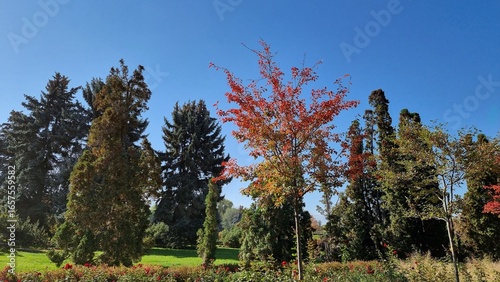 autumn landscape with colorful trees and leaves