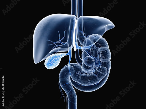 Monochrome X-Ray Style Illustration of Human Liver and Gallbladder Anatomy”
