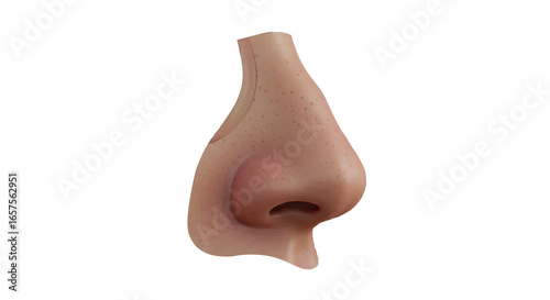 Detailed 3D Render of Human Nose Anatomy, Side Profile on Black Background