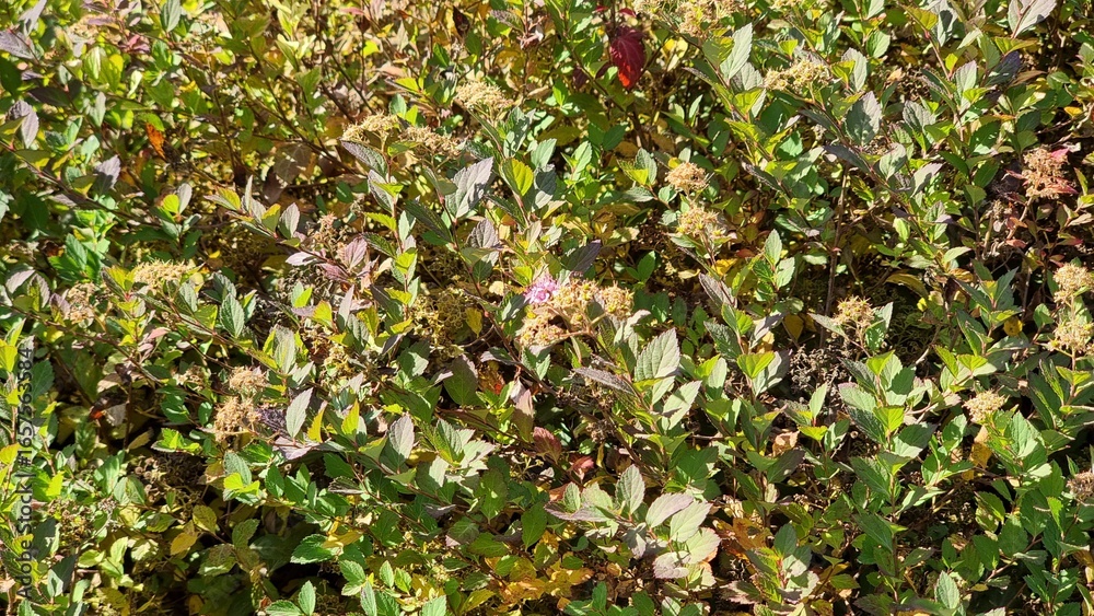 Fototapeta premium Background or Texture of the Autumn Leaves and Stems on a Deciduous Dogwood Shrub Cornus sanguinea growing in a Garden. 