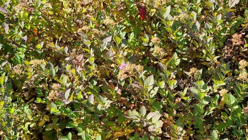 Background or Texture of the Autumn Leaves and Stems on a Deciduous Dogwood Shrub Cornus sanguinea growing in a Garden. 