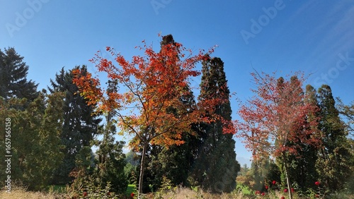 beautiful autumn landscape with trees 