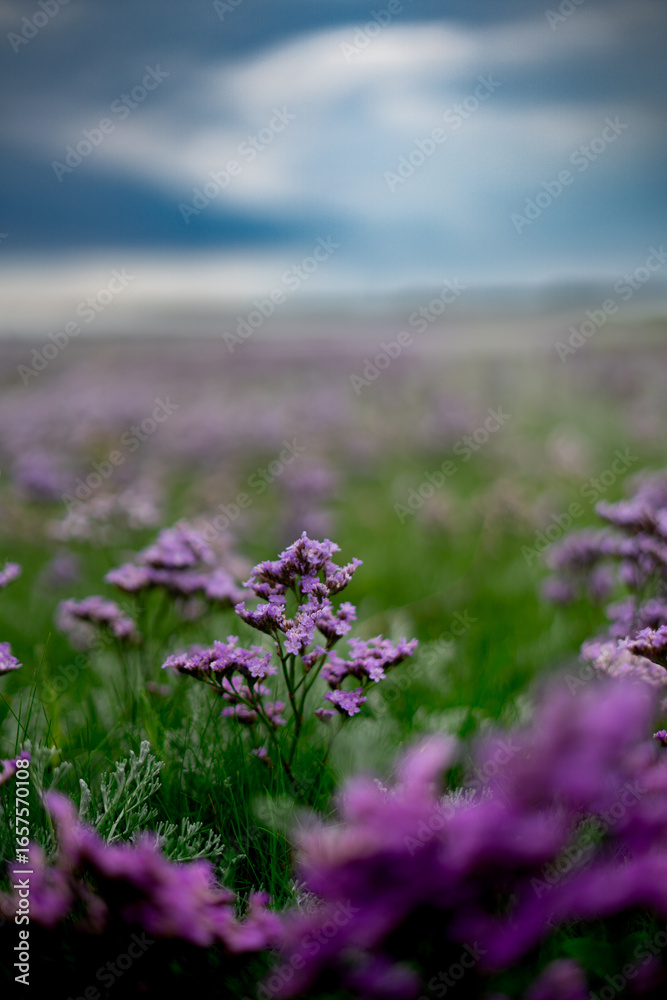 Obraz premium field of lavender
