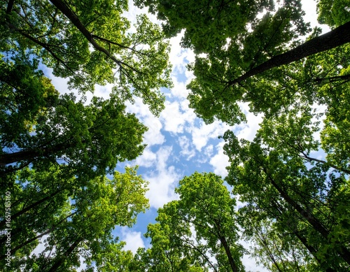 Peaceful outdoor scenery showing lush forest under bright blue sky.
