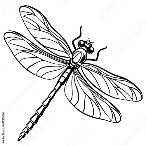 dragonfly on a white background