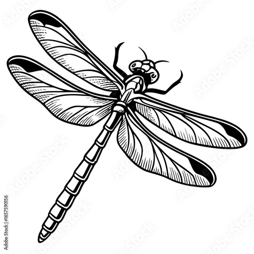 dragonfly isolated on white background