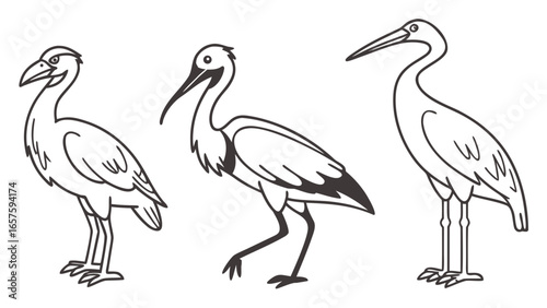 Heron, Stork and Crane Vector Illustration – Bird Line Art, Wildlife Clipart for Ornithology, Nature Design, Educational Graphics, Coloring Pages and Decorative Artwork.