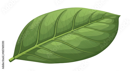 Single Green Leaf Isolated on White Background Natural Element for Design and Botanical Themes