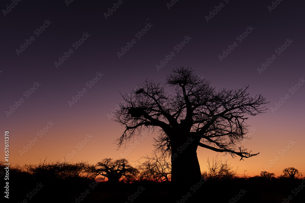 Fototapeta premium Baobabs at Sunset Silhouette against a purple and orange sky