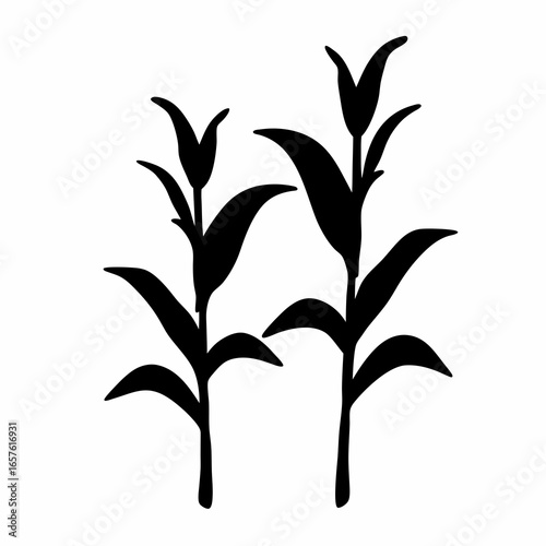 Silhouette of two corn stalk plants- Black silhouette illustration of two corn stalks with leaves and cobs, symbolizing agriculture, farming, harvest season, and rural crops