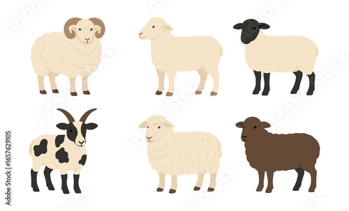 Variety of sheep breeds in flat style with diverse colors and patterns