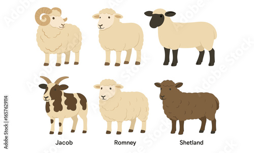 Different sheep breeds with names: jacob, romney, shetland