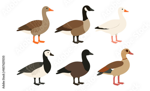 Stylized birds collection featuring geese and ducks in flat design