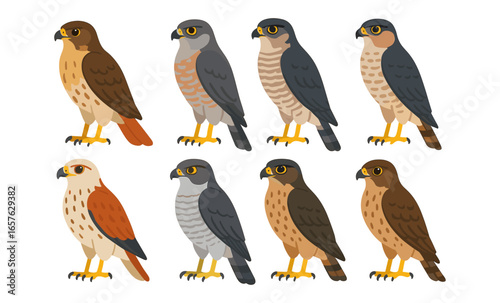 Collection of eight diverse birds of prey in flat style