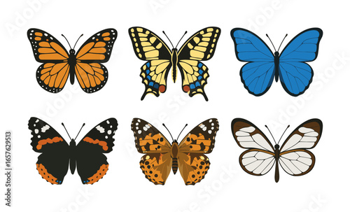 Colorful butterfly collection featuring diverse species and patterns
