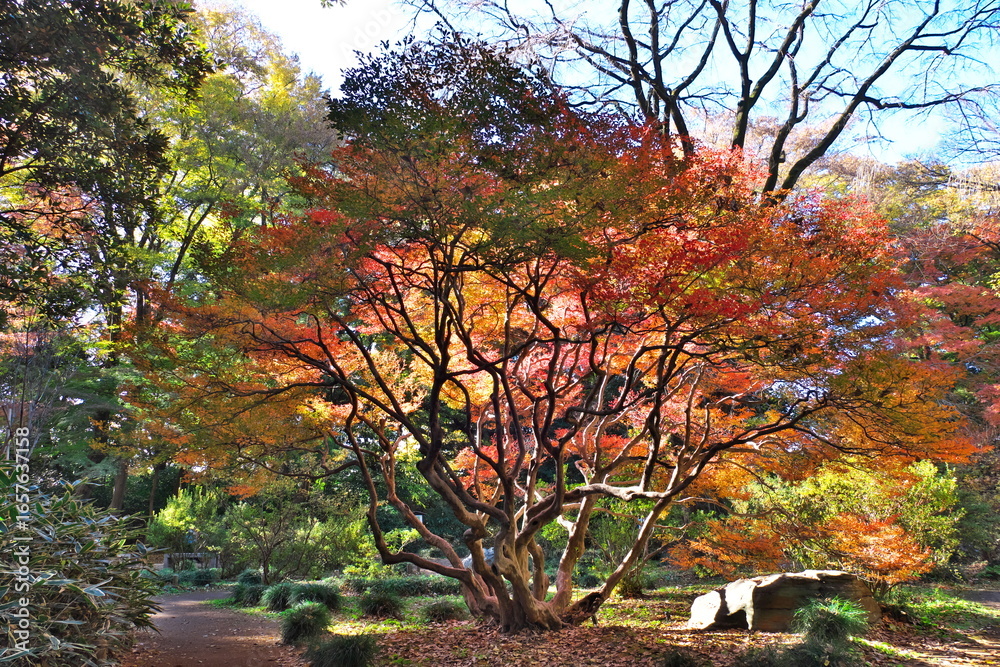 Naklejka premium 東京の日本庭園の紅葉