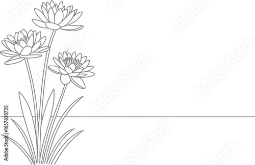 Elegant Water Lily Outlines on Transparent Background, Floral Line Art Drawing