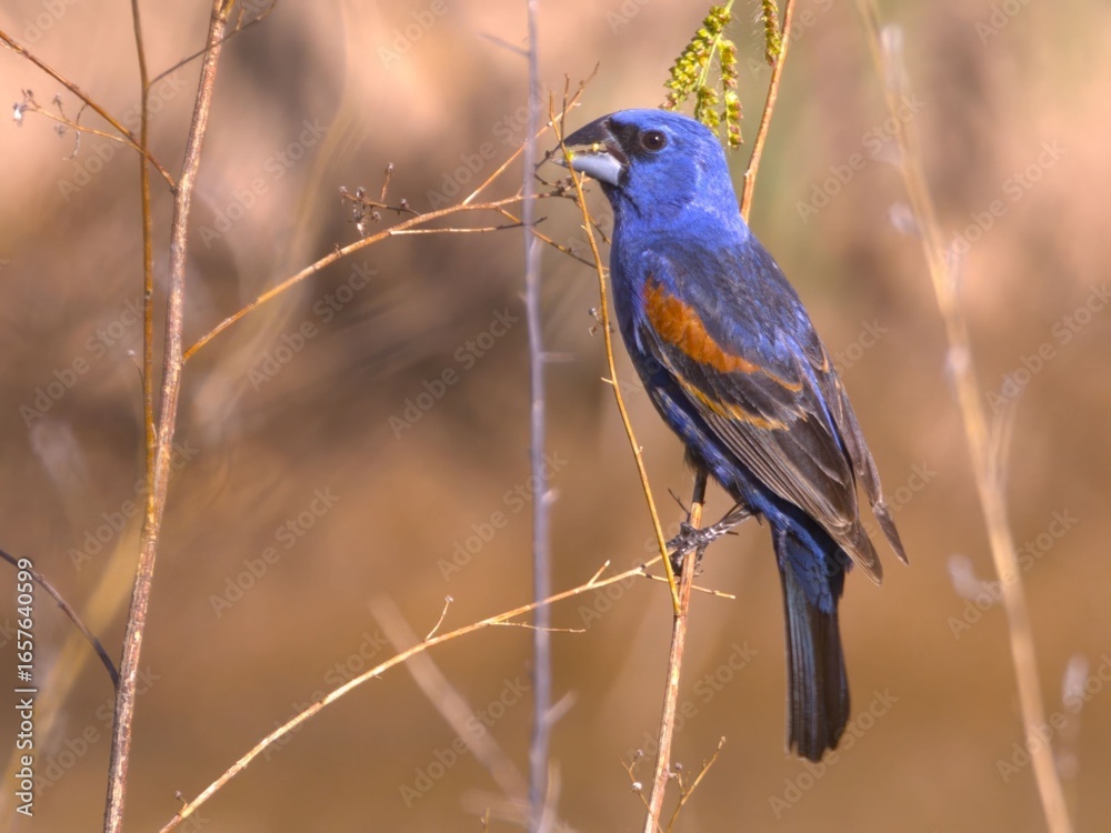 Fototapeta premium Blue Grosbeak Perched on Branch