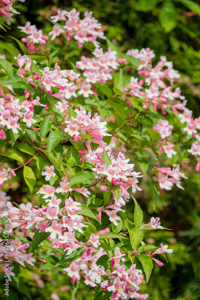Obraz premium A cluster of pink and white flowers bursts with life in a lush garden, radiating warmth and joy
