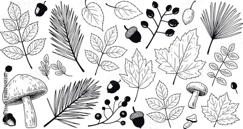 Detailed black and white sketch of autumn leaves pine needles and acorns