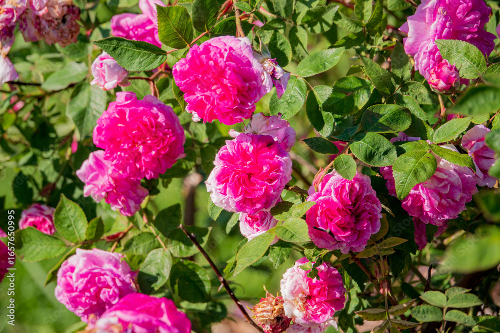 Colorful pink roses flourish on green branches, showcasing beauty and vibrance in full bloom Colorful pink roses flourish on green branches, showcasing beauty and vibrance in full bloom
