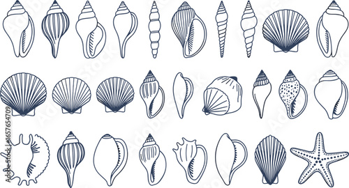 Detailed hand drawn illustrations of various seashells and a starfish in a grid layout