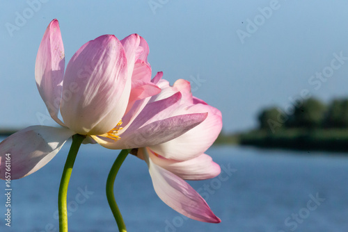 Russia. Astrakhan region. Volga River Delta. Blooming lotuses against the background of green leaves and blue water