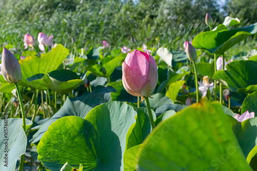 Russia. Astrakhan region. Volga River Delta. Buds and blossoming lotus flowers against a background of green leaves.