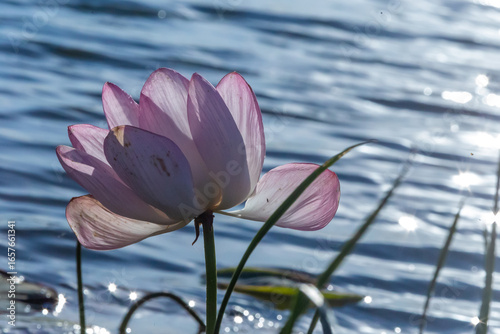 Russia. Astrakhan region. Volga River Delta. Blooming lotuses against the background of green leaves and blue water